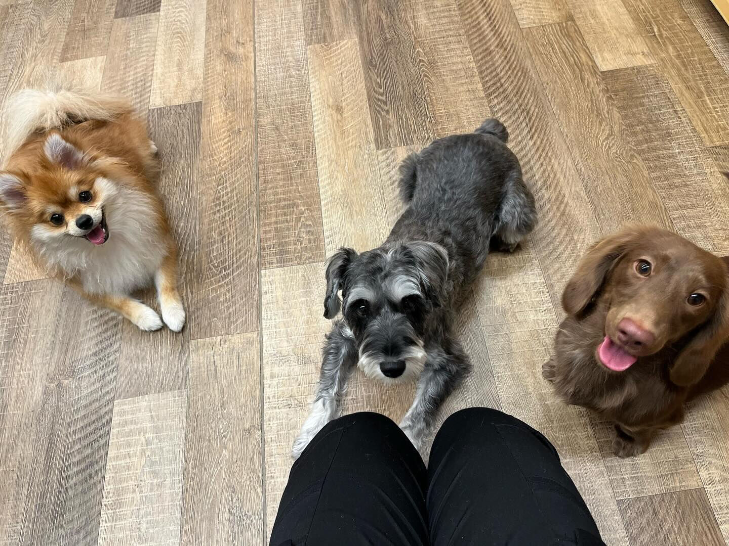 本日の幼稚園、PARK、HOTELの様子です🐶💕
