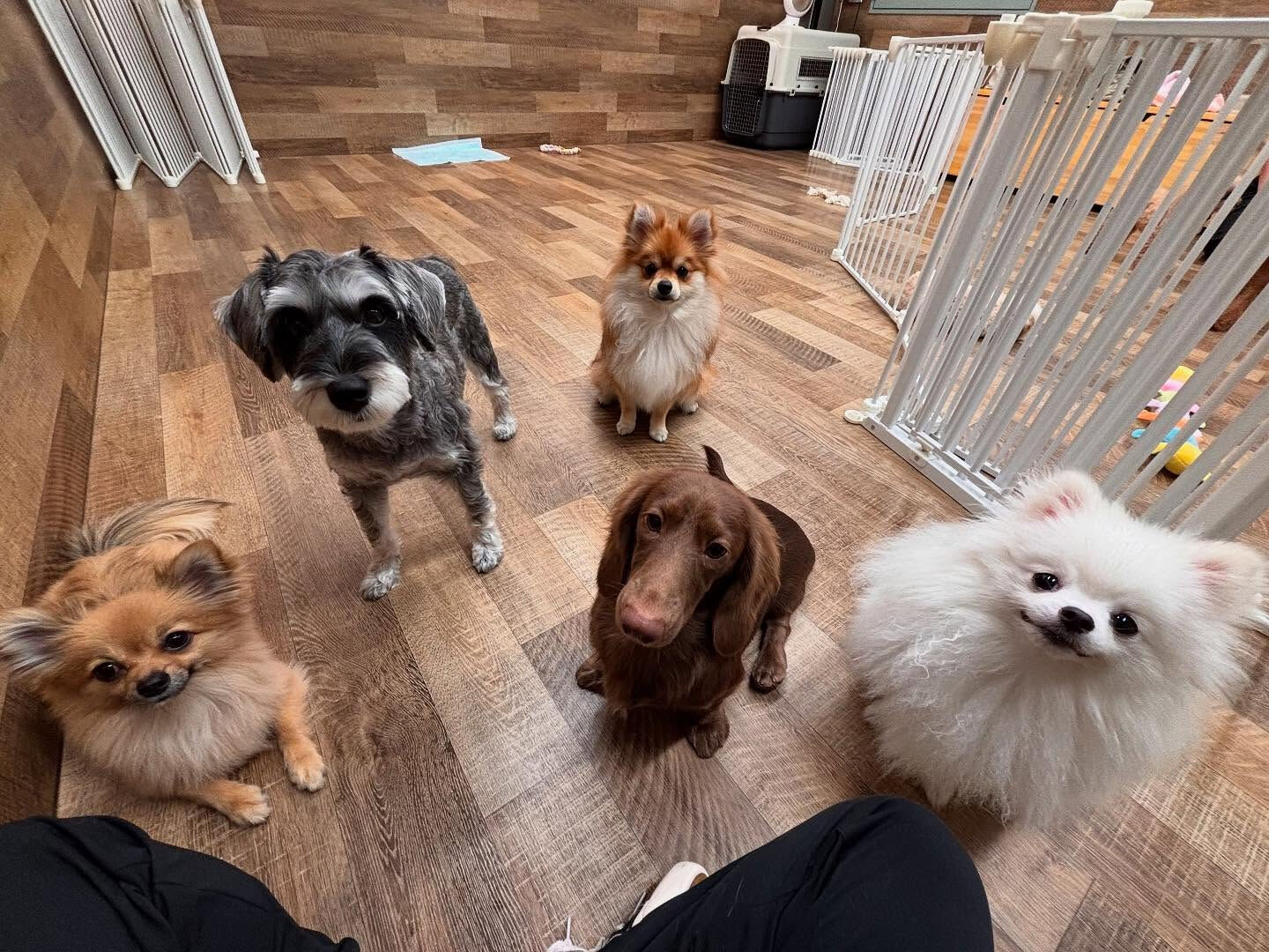 本日の幼稚園、PARK、HOTELの様子です🐶💕