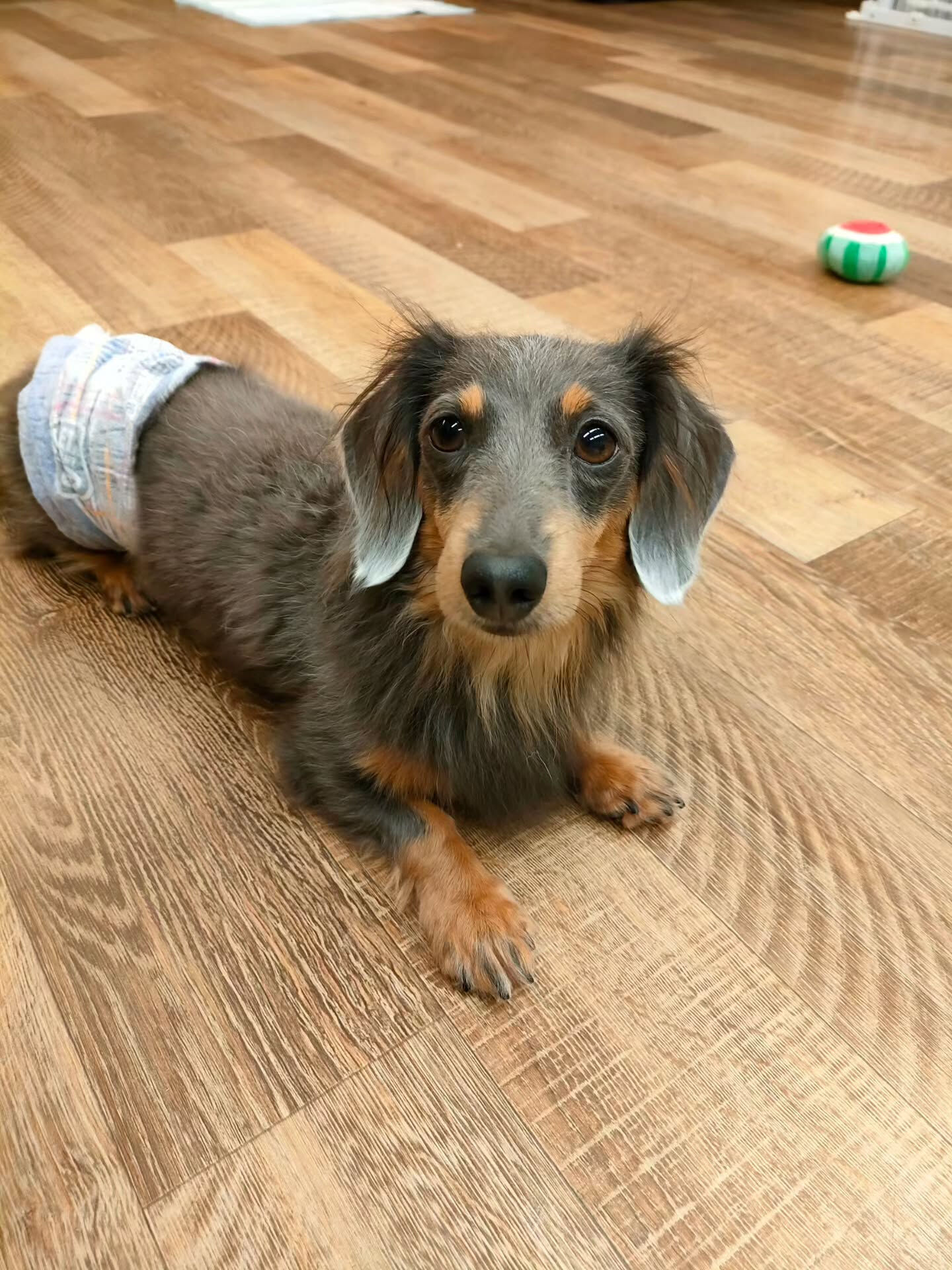 本日の様子です🐶💕