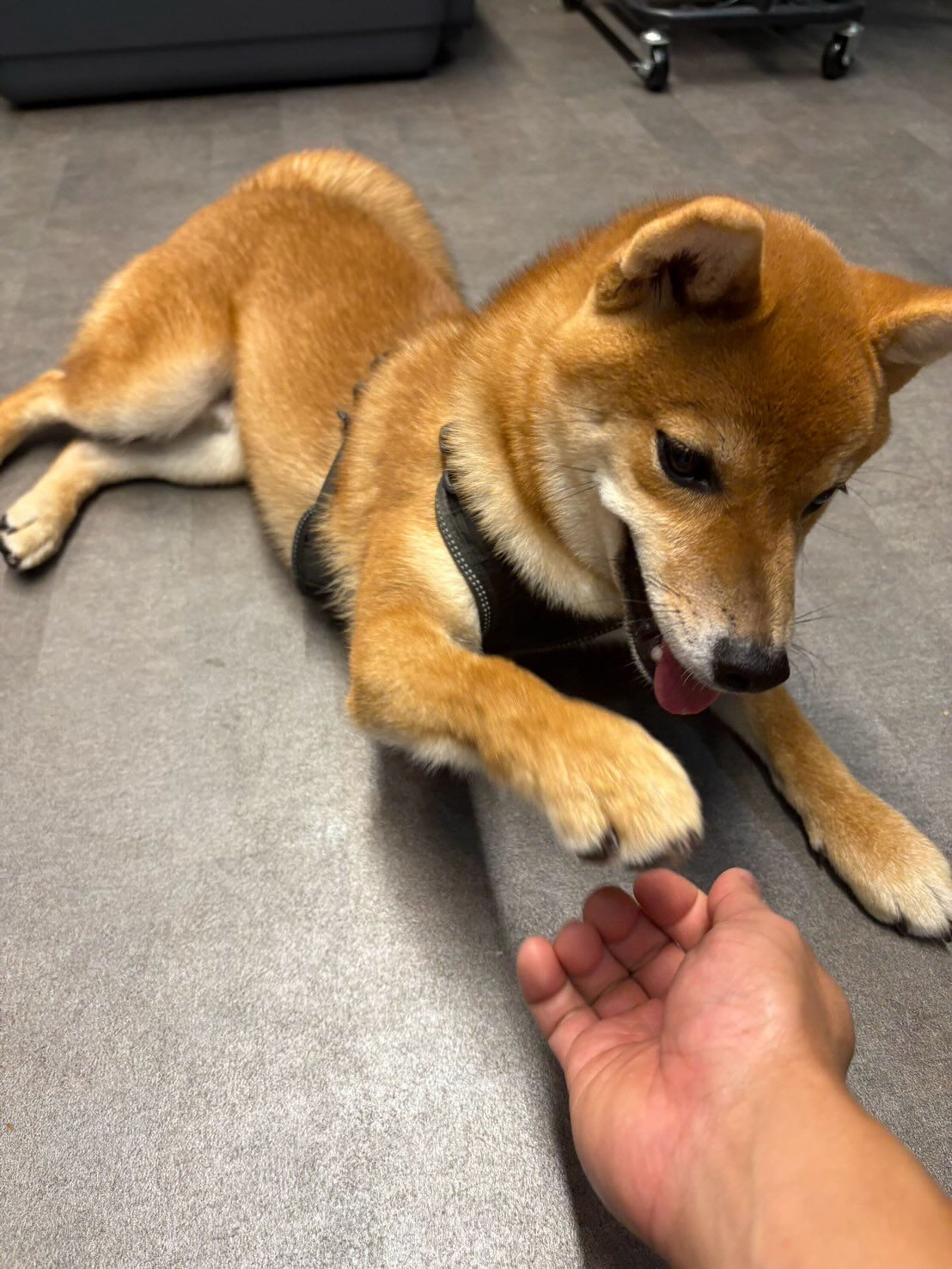 本日の様子です🐶💕