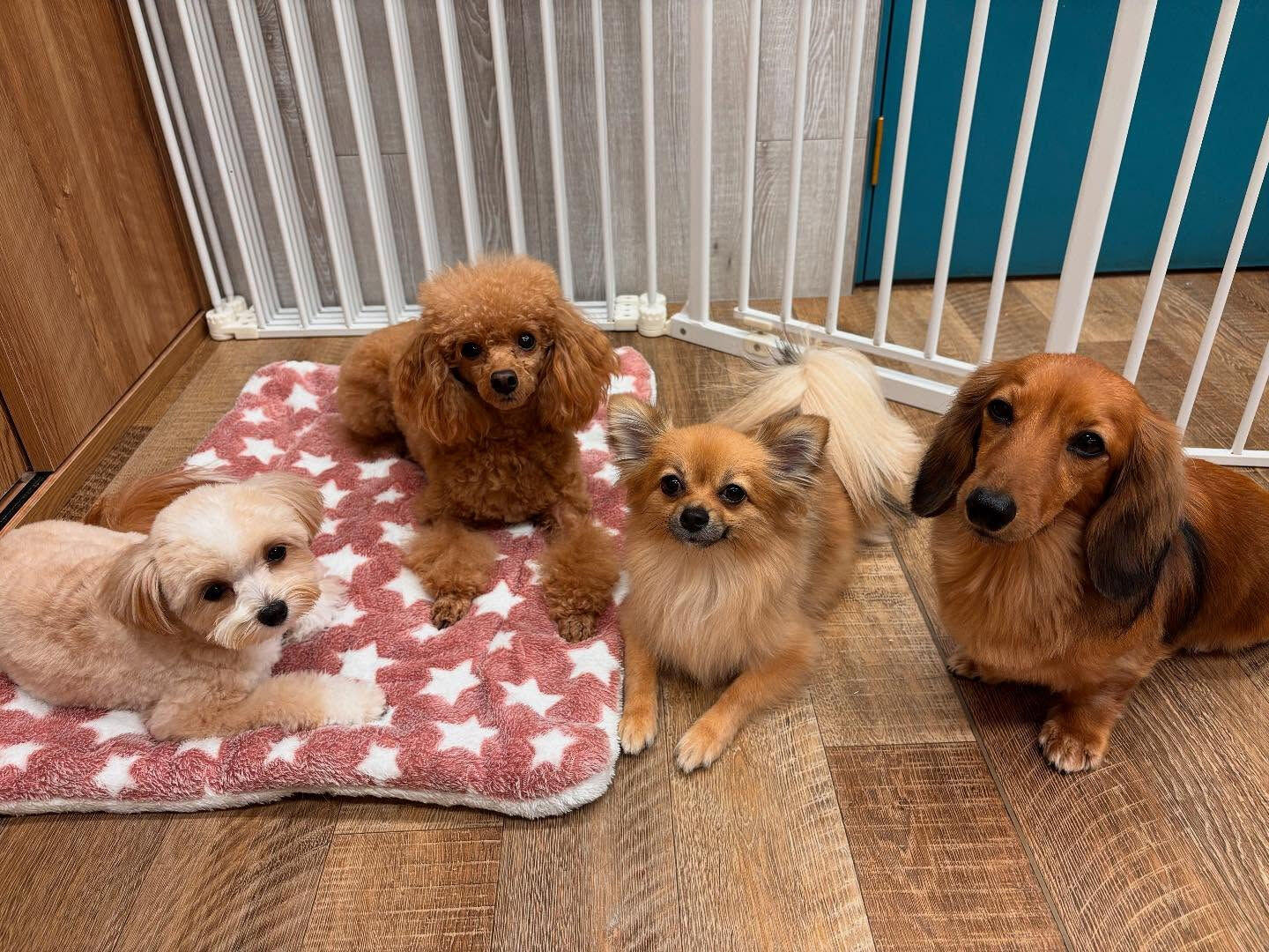 本日の様子です🐶💕
