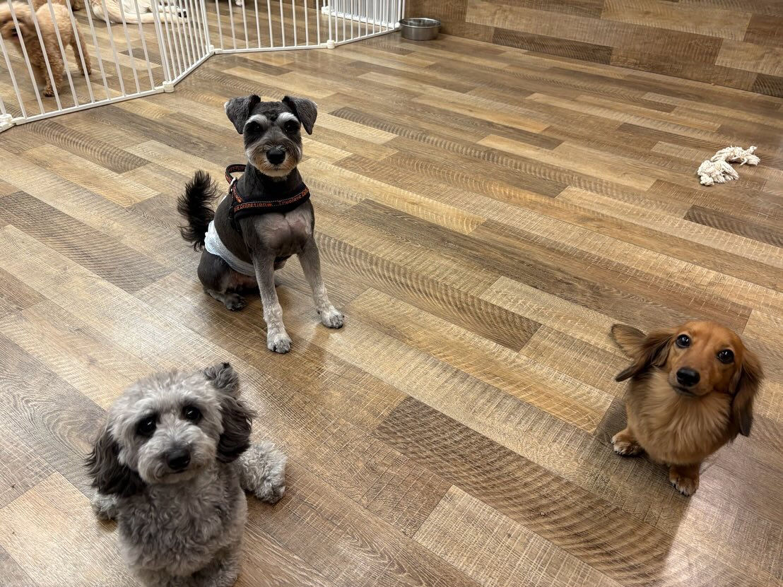 本日の様子です🐶💕