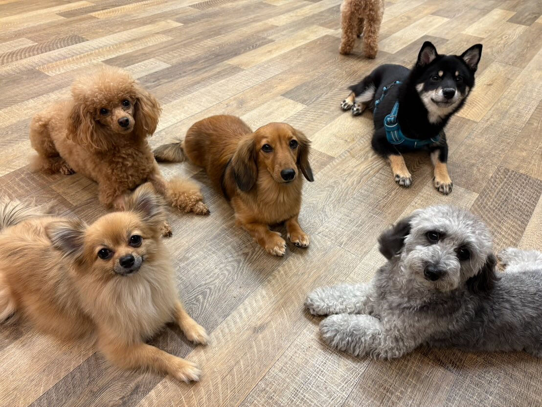 本日の様子です🐶💕