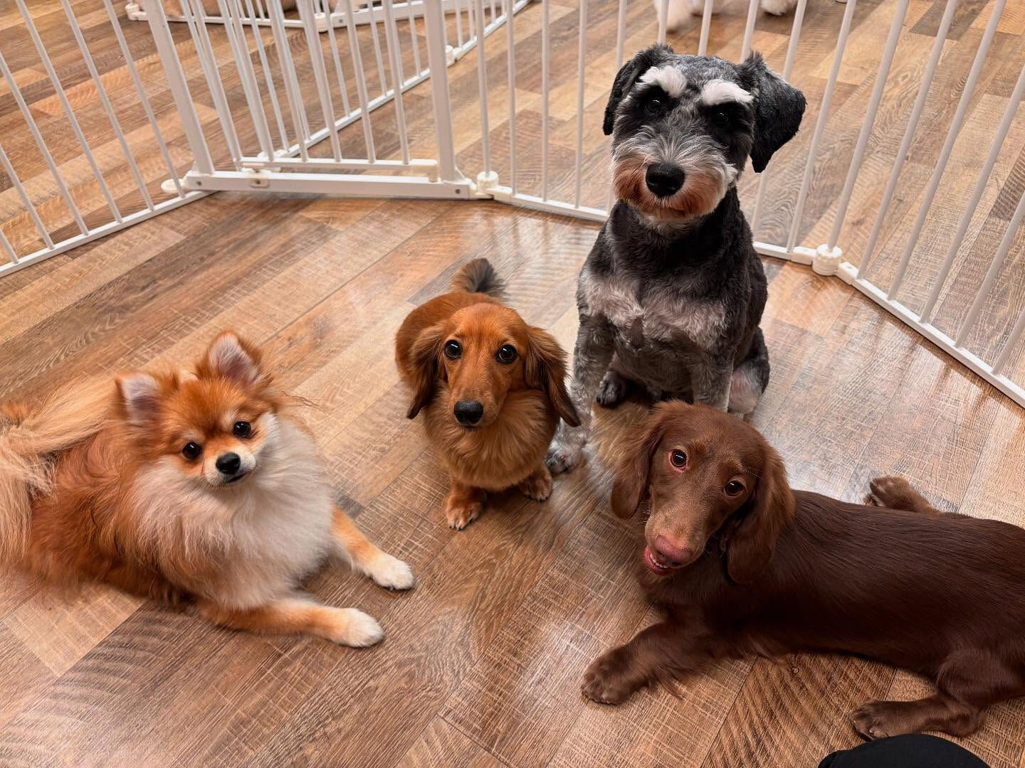 本日の様子です🐶💕