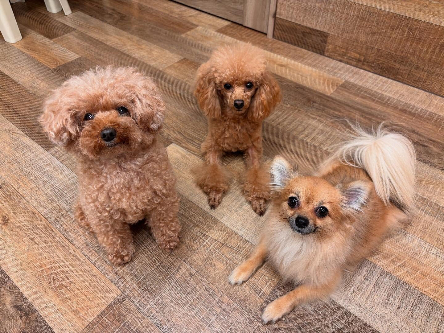 本日の様子です🐶💕