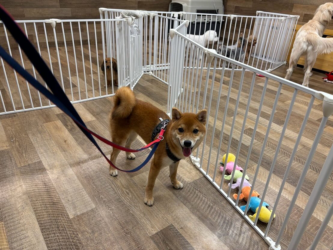 本日の様子です🐶💕