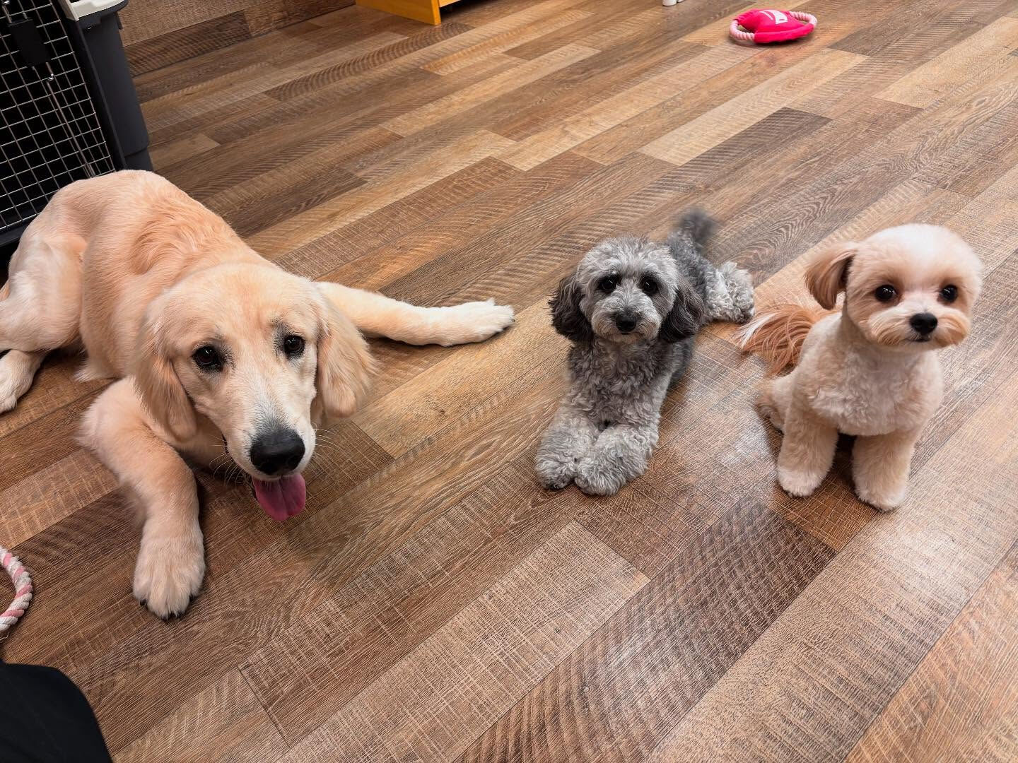 本日の様子です🐶💕
