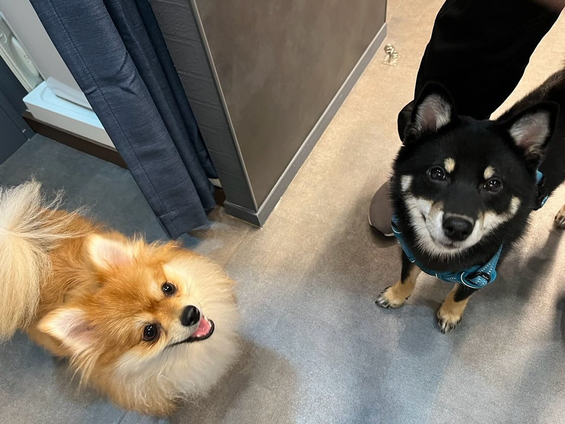 本日の様子です🐶💕