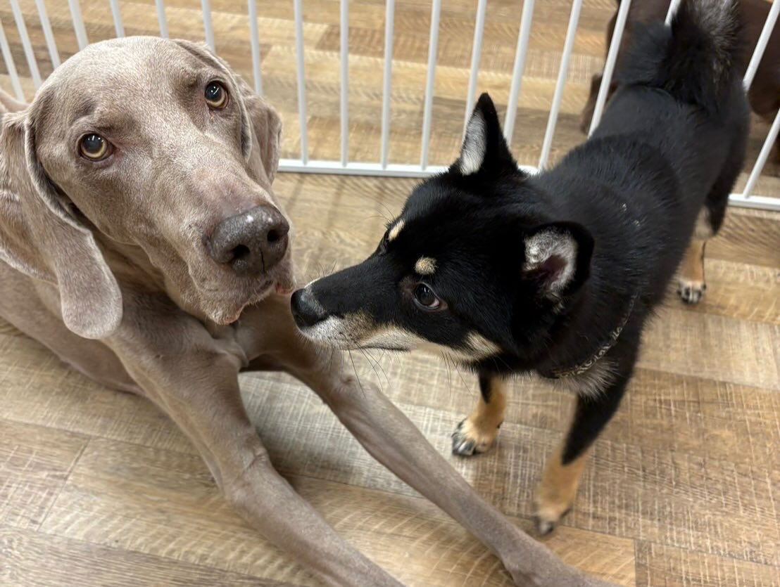 本日の幼稚園、Parkの様子です🐾