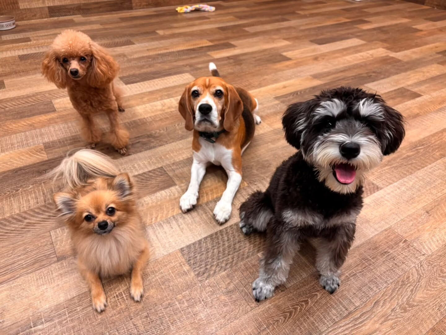 本日の様子です🐶💕