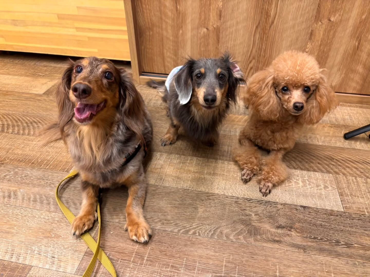 本日の様子です🐶💕
