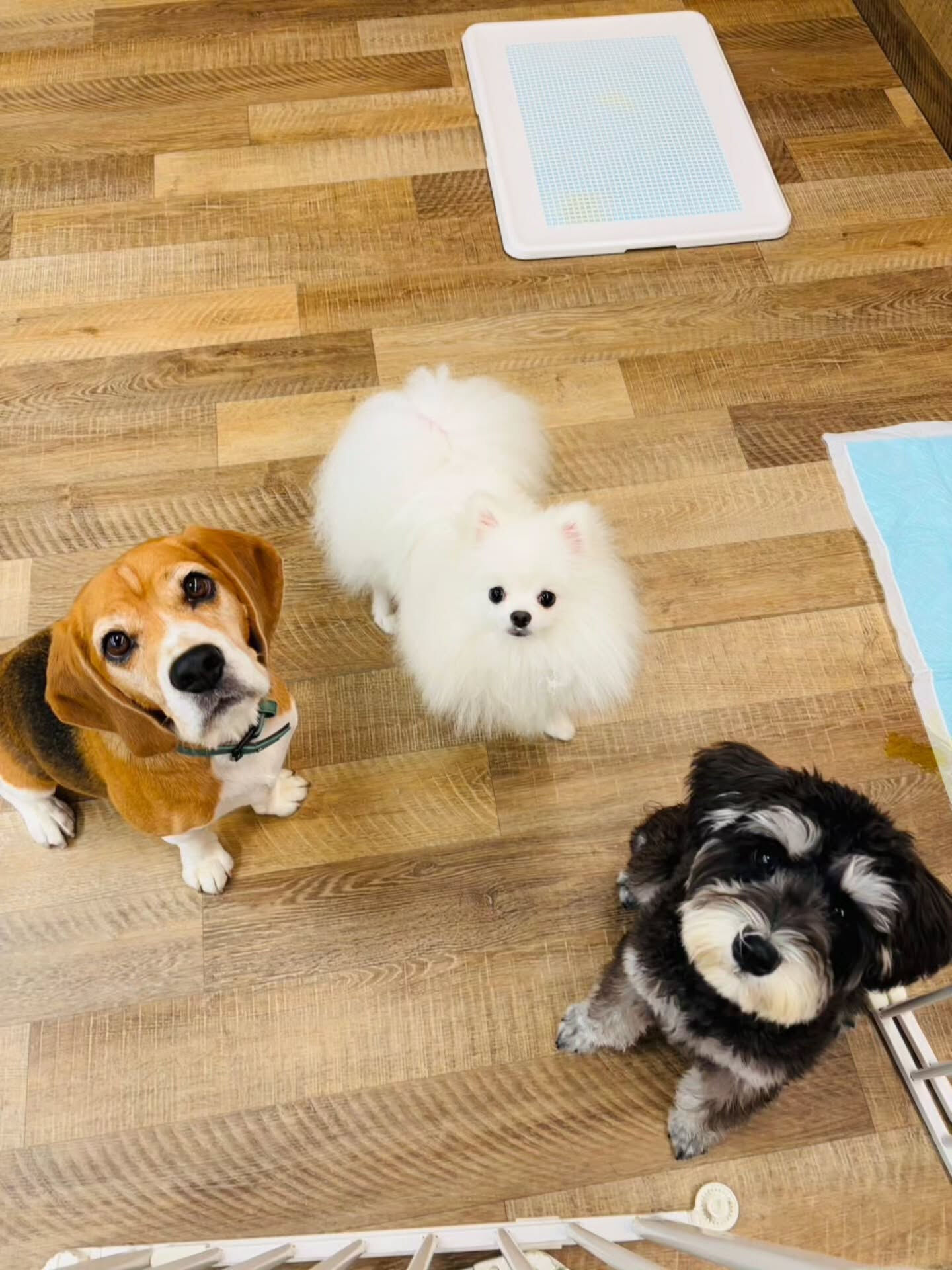 本日の様子です🐶💕