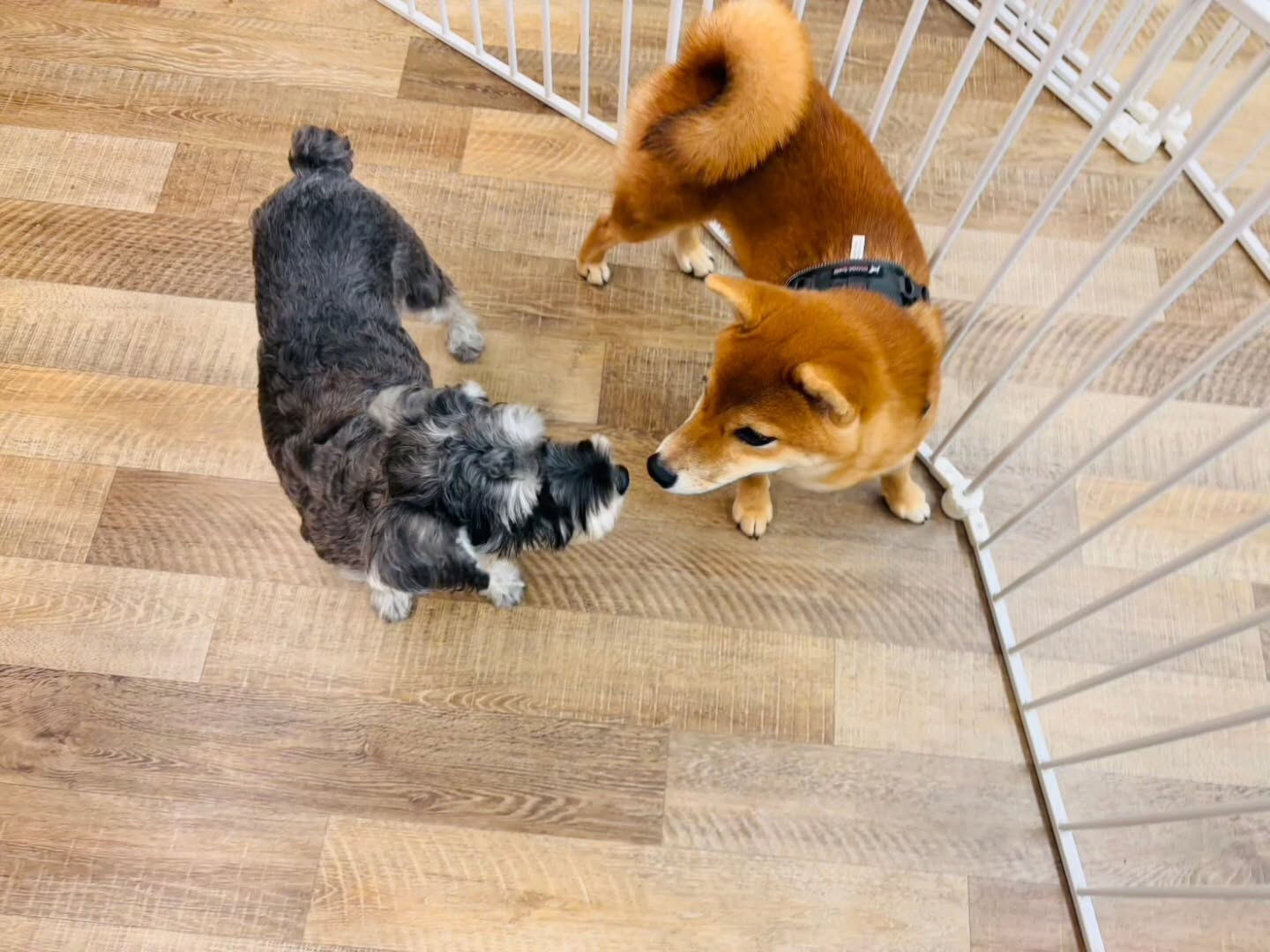 本日の様子です🐶💕